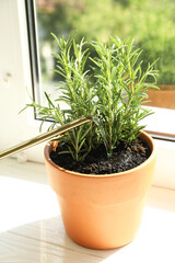 Fresh rosemary plant growing in pot on windowsill. Aromatic herb