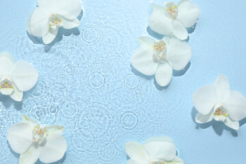 Beautiful orchid flowers in water on light blue background, flat lay. Space for text