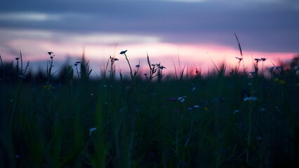 Meadow at Dusk with Pink and Purple Sky