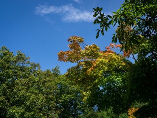 Obraz premium 夏の空