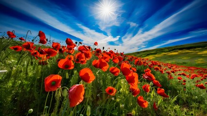 Meadow of Red Poppies Under Clear Sky