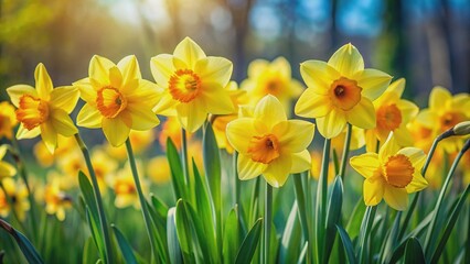 Obraz premium Vibrant yellow daffodils sway in the breeze, as if dancing, amidst lush greenery, capturing the essence of spring's renewal and joyful celebration.