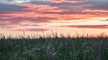Fototapeta premium Meadow at Sunset with Warm, Peaceful Mood