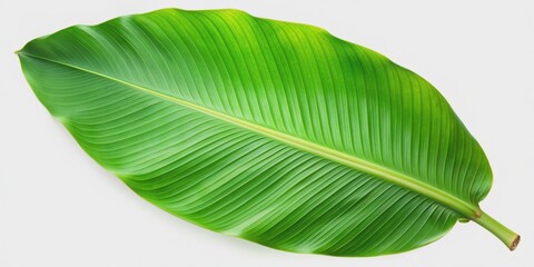 Fresh green isolated banana leaf with slightly curled edges and vibrant veins lies flat on a clean white studio background, perfect for designs.