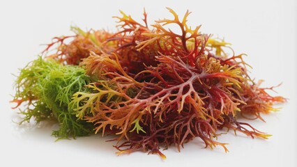 Naklejka premium Irish moss seaweed, also known as carrageen moss, lies flat on a clean white background, showcasing its delicate, branching, red-tinged fronds and vibrant green color.
