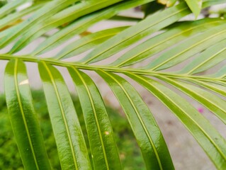 green leaf background