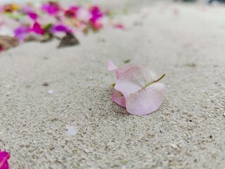 Flowers on the sand