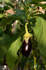 Aubergine growing on plant