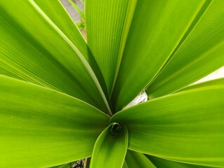 green leaf background