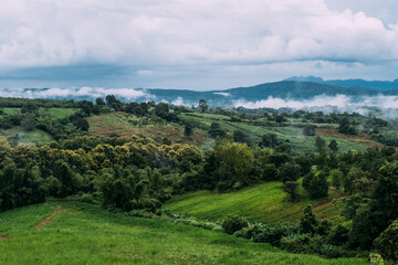 Beautiful landscape nature of rain forest and mountain background