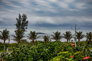 trees on the beach
