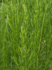 Obraz premium close up of a young green dill plant