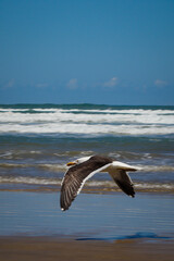 seagull in flight