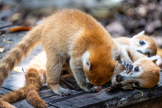 Baby coaties playing with each other