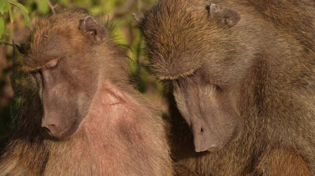 Mother, father, and baby Baboon, family shot enjoying the mid-morning rising sun. Parents sleep while newborn nurses. Baboons are large primates in Africa, considered Old World monkeys. Monkey troop 