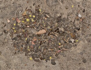 Pavement ants nest mound Tetramorium immigrans insects nature pest control.