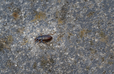 macro shot of a Hairy Swift (Pseudoophonus rufipes)