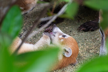 Mammal, wildlife. Baby coati lying on its back, playing with its paw.