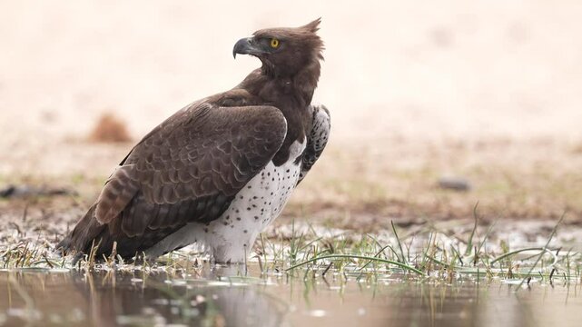 Martial eagle (Polemaetus bellicosus) is a large eagle native to sub-Saharan Africa. A rare endangered species wading in a Zimbabwe waterhole looking for prey. Slow motion, 25 percent natural speed.
