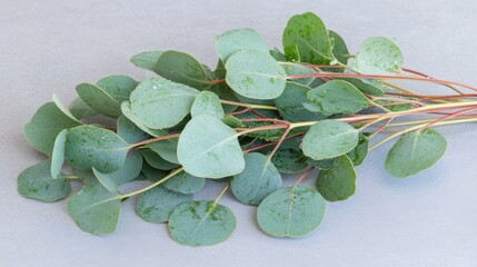 自然な装飾とスパデザインのための水滴が付いた新鮮なユーカリの枝