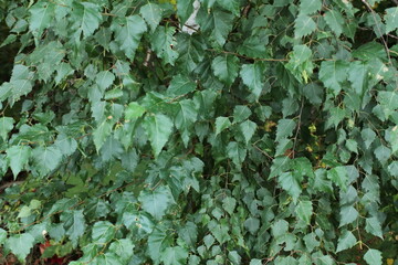 白樺の葉　葉の群集