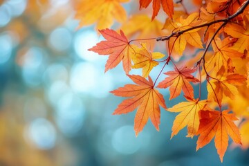 Fallen Leaves Season Background