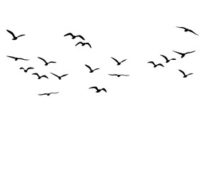 silhouette view of birds in the sky