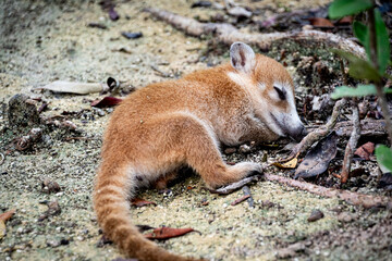 Mammal, wildlife. Beautiful baby coati durme lying on the ground on dry branches.