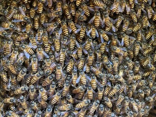 Swarming bee colony congregating around their queen. Honey pure Extracting pure honey from forest. closeup of bees on honeycomb in apiary - selective focus, copy space.