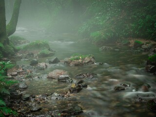 朝霧につつまれた小さな沢の景観