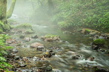 朝霧につつまれた小さな沢の景観