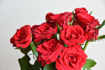 Obraz premium 赤い薔薇