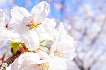 青空の下に咲くピンク色の綺麗な桜の花。2024年4月上旬の千葉県の桜。