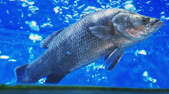 A large gourami fish swims gracefully through the water in an aquarium against a vibrant blue background.