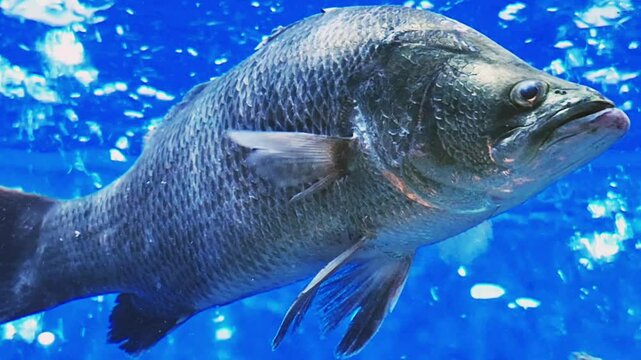 A large gourami fish moves smoothly through the aquarium, set against a serene blue background.