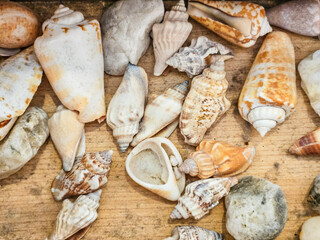 Decoration of various sea shells on a wooden board
