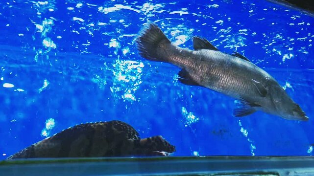 A gourami and a grouper swim together, side by side.