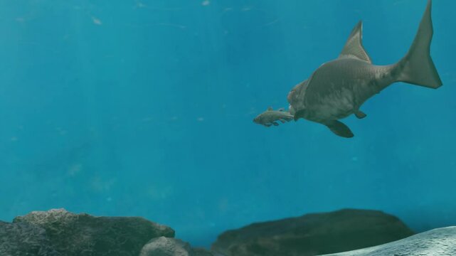 Prehistoric Giant Fish Dunkleosteus Animation. Dunkleosteus is a large extinct placoderm fish from the Devonian Period 382&ndash;358 million years ago.