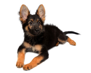 A beautiful puppy is the German shepherd, isolated on a white background. Fluffy dog close-up of...