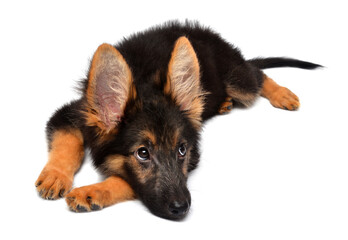 A beautiful puppy is the German shepherd, isolated on a white background. Fluffy dog close-up of brown and black color