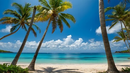 palm trees on the beach