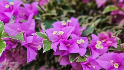 High angle view of purple bougainvillea flower