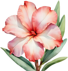 Fototapeta premium Serene Beauty: Elegant Watercolors of the Adenium. 