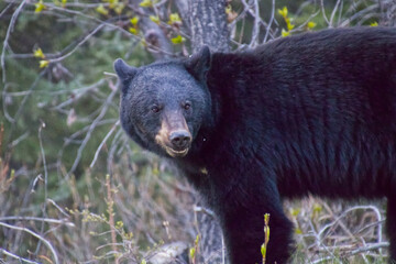 A Black Bear in the Woods