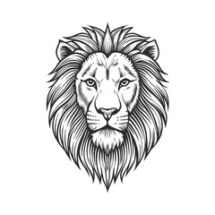 Fototapeta premium lion head drawing hand drawn vector illustration
