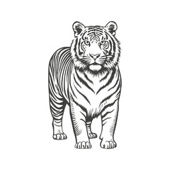 Fototapeta premium tiger drawing hand drawn vector illustration