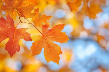 Fototapeta premium Fallen Leaves Season Background