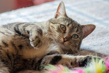 Naklejka premium Gato retoza