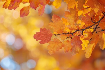 Fototapeta premium Fallen Leaves Season Background