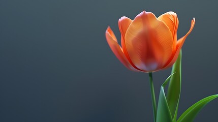 Fototapeta premium A bright orange tulip flower isolated on a dark gray background.